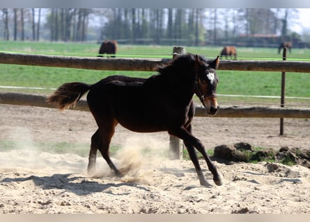 Deutsches Reitpony, Hengst, 1 Jahr, Dunkelbrauner