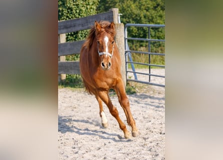 Deutsches Reitpony, Hengst, 1 Jahr, Dunkelfuchs