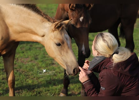 Deutsches Reitpony, Hengst, 1 Jahr, Falbe