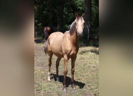 Deutsches Reitpony, Hengst, 1 Jahr, Falbe
