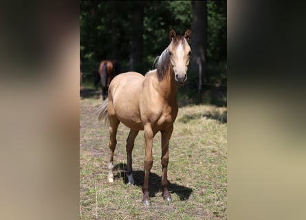 Deutsches Reitpony, Hengst, 1 Jahr, Falbe