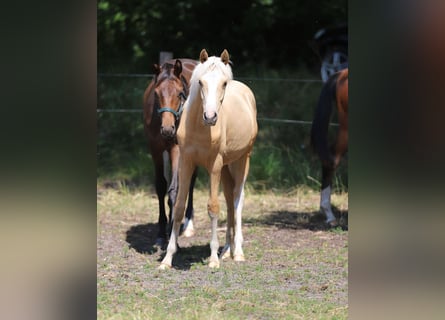 Deutsches Reitpony, Hengst, 1 Jahr, Palomino