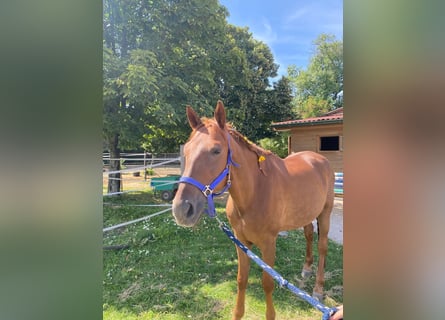 Deutsches Reitpony, Hengst, 20 Jahre, 156 cm, Fuchs