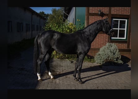 Deutsches Reitpony, Hengst, 21 Jahre, 152 cm, Schwarzbrauner