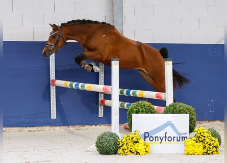 Deutsches Reitpony, Hengst, 2 Jahre, 136 cm, Brauner