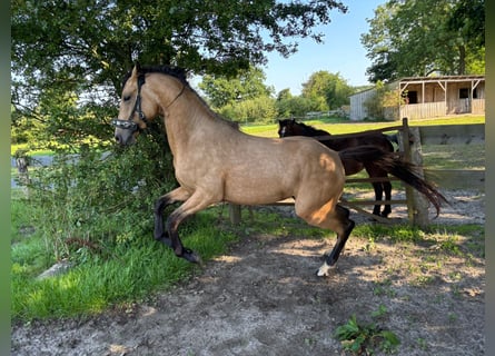 Deutsches Reitpony, Hengst, 2 Jahre, 138 cm, Buckskin