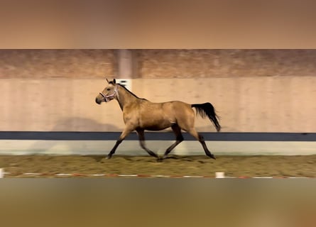 Deutsches Reitpony, Hengst, 2 Jahre, 140 cm, Falbe