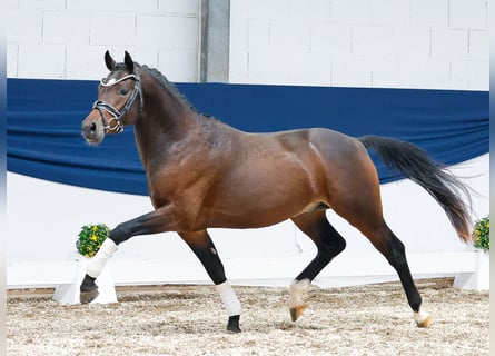 Deutsches Reitpony, Hengst, 2 Jahre, 142 cm, Dunkelbrauner