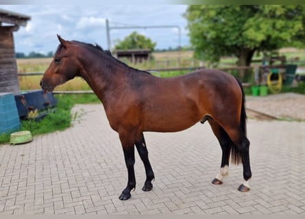 Deutsches Reitpony, Hengst, 2 Jahre, 142 cm, Dunkelbrauner