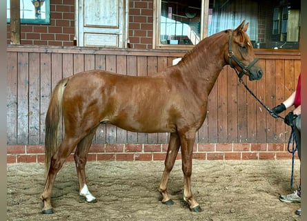 Deutsches Reitpony, Hengst, 2 Jahre, 142 cm, Fuchs