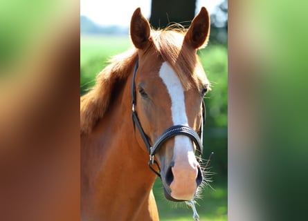 Deutsches Reitpony, Hengst, 2 Jahre, 142 cm, Fuchs