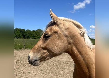 Deutsches Reitpony, Hengst, 2 Jahre, 143 cm, Palomino