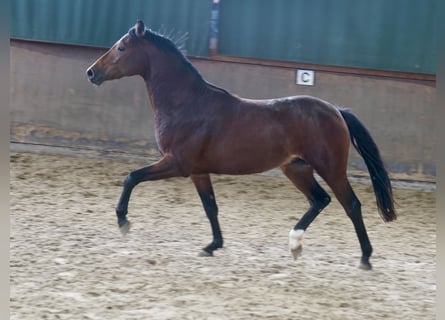 Deutsches Reitpony, Hengst, 2 Jahre, 144 cm, Brauner Deutsches Reitpony, Hengst, 2 Jahre, 144 cm, Brauner
