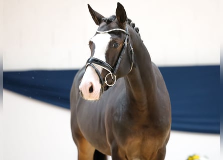 Deutsches Reitpony, Hengst, 2 Jahre, 144 cm, Dunkelbrauner