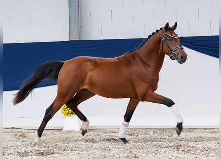 Deutsches Reitpony, Hengst, 2 Jahre, 145 cm, Brauner