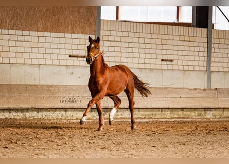 Deutsches Reitpony, Hengst, 2 Jahre, 145 cm, Dunkelfuchs