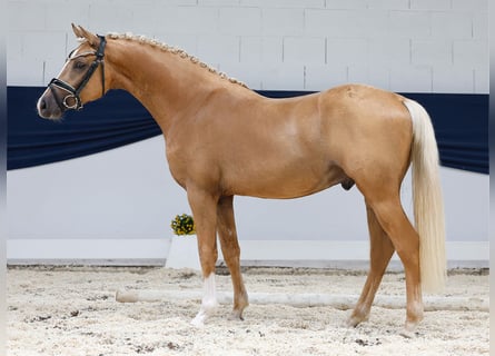 Deutsches Reitpony, Hengst, 2 Jahre, 145 cm, Palomino