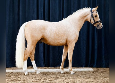 Deutsches Reitpony, Hengst, 2 Jahre, 145 cm, Palomino