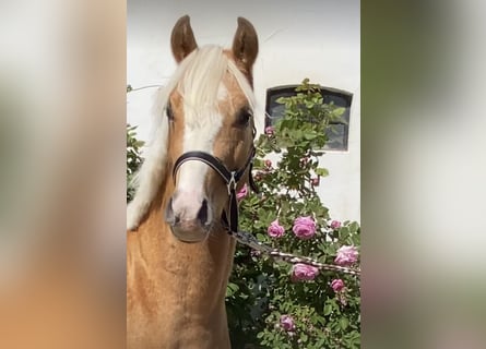 Deutsches Reitpony, Hengst, 2 Jahre, 145 cm, Palomino