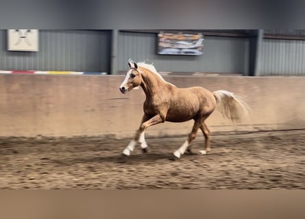 Deutsches Reitpony, Hengst, 2 Jahre, 145 cm, Palomino
