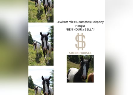 Deutsches Reitpony Mix, Hengst, 2 Jahre, 145 cm, Schecke