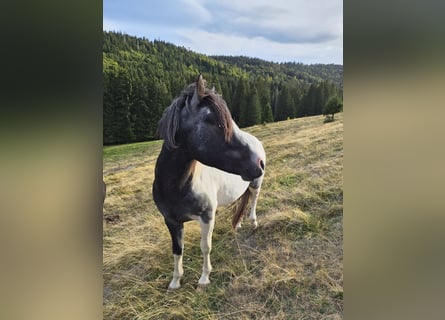 Deutsches Reitpony Mix, Hengst, 2 Jahre, 145 cm, Schecke