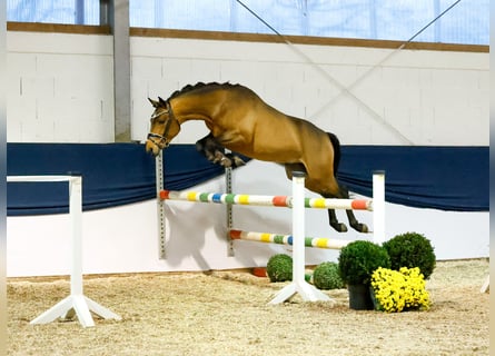 Deutsches Reitpony, Hengst, 2 Jahre, 146 cm, Brauner