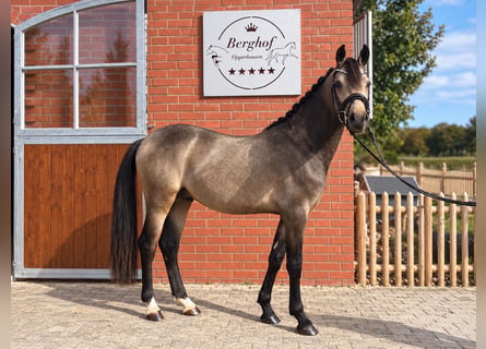 Deutsches Reitpony, Hengst, 2 Jahre, 146 cm, Buckskin