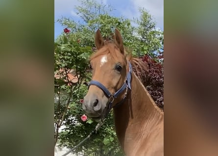 Deutsches Reitpony, Hengst, 2 Jahre, 146 cm, Dunkelfuchs