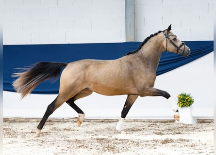 Deutsches Reitpony, Hengst, 2 Jahre, 146 cm, Falbe