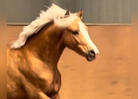 Deutsches Reitpony, Hengst, 2 Jahre, 146 cm, Palomino
