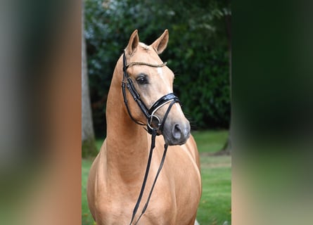 Deutsches Reitpony, Hengst, 2 Jahre, 147 cm, Palomino