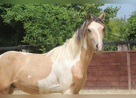 Deutsches Reitpony, Hengst, 2 Jahre, 147 cm, Schecke