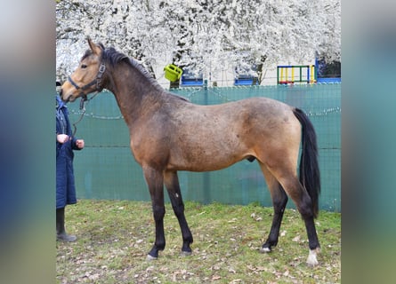 Deutsches Reitpony, Hengst, 2 Jahre, 148 cm, Buckskin