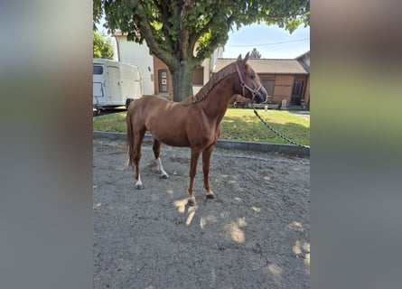 Deutsches Reitpony, Hengst, 2 Jahre, 148 cm, Fuchs