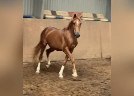Deutsches Reitpony, Hengst, 2 Jahre, 148 cm, Fuchs