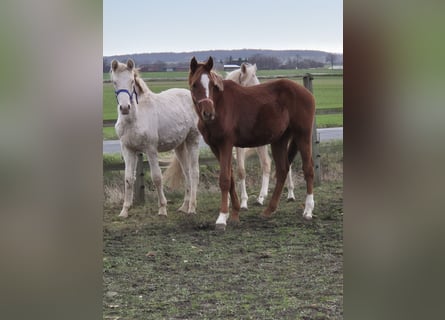 Deutsches Reitpony, Hengst, 2 Jahre, 148 cm, Palomino