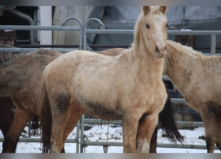 Deutsches Reitpony, Hengst, 2 Jahre, 148 cm, Palomino