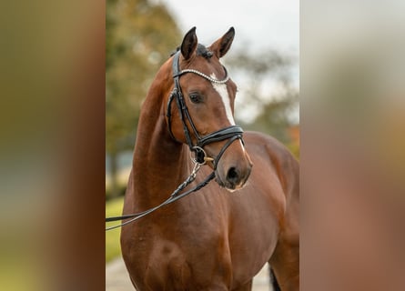 Deutsches Reitpony, Hengst, 2 Jahre, 149 cm, Brauner