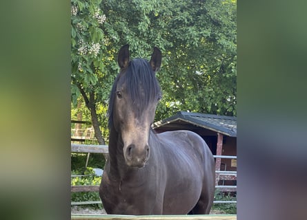 Deutsches Reitpony, Hengst, 2 Jahre, 150 cm, Buckskin