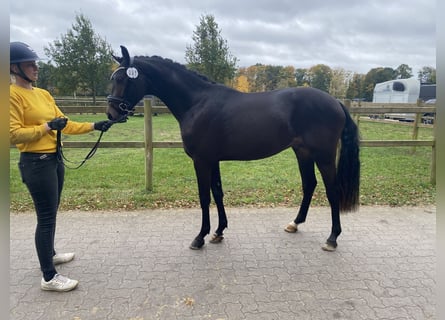 Deutsches Reitpony, Hengst, 2 Jahre, 150 cm, Dunalino Deutsches Reitpony, Hengst, 2 Jahre, 150 cm, Dunalino
