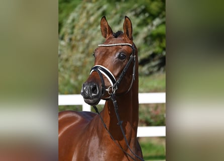 Deutsches Reitpony, Hengst, 2 Jahre, 151 cm, Brauner
