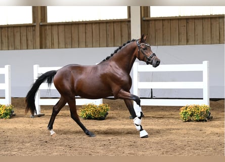Deutsches Reitpony, Hengst, 2 Jahre, Brauner