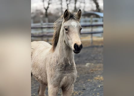 Deutsches Reitpony, Hengst, 2 Jahre, Buckskin