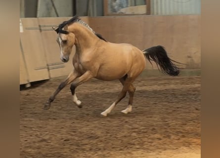 Deutsches Reitpony, Hengst, 2 Jahre, Buckskin