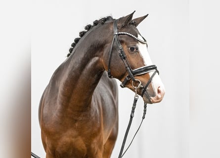 Deutsches Reitpony, Hengst, 2 Jahre, Dunkelbrauner