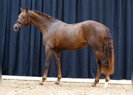 Deutsches Reitpony, Hengst, 2 Jahre, Dunkelfuchs