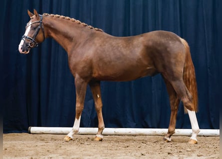 Deutsches Reitpony, Hengst, 2 Jahre, Fuchs