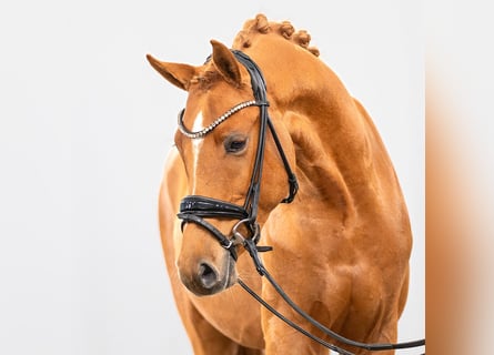 Deutsches Reitpony, Hengst, 2 Jahre, Fuchs