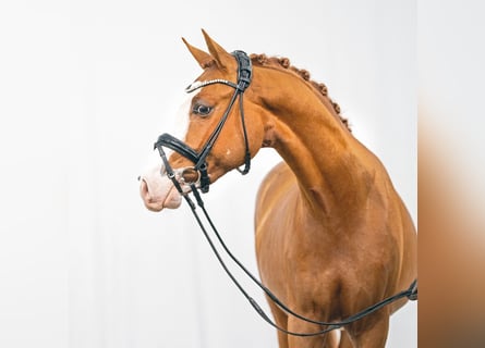 Deutsches Reitpony, Hengst, 2 Jahre, Fuchs
